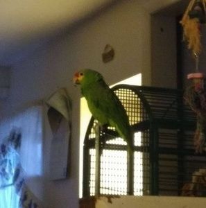 Meet your Posher, George